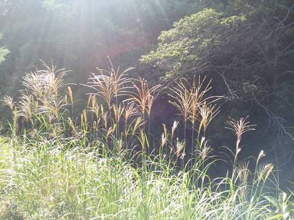 秋の近所の公園にて