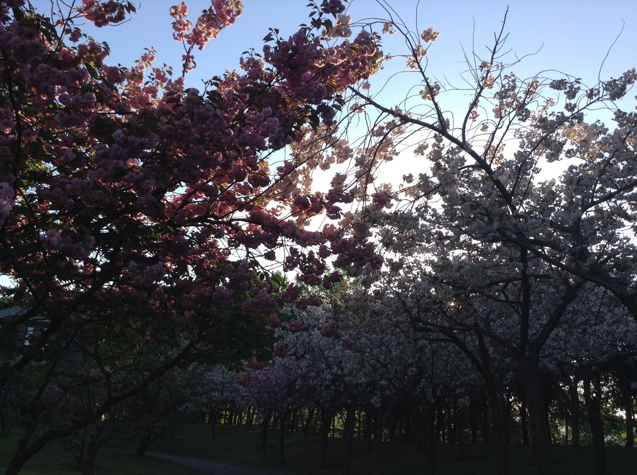 olympiad-culture-sakura.jpg